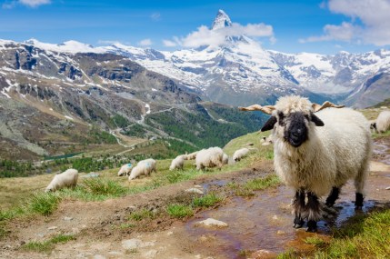 Depositphotos_113383962_l-2015