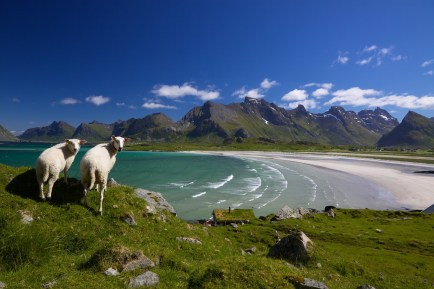 Sheep on Lofoten islands