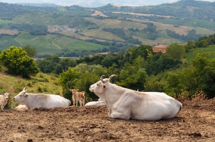 Herd of cows on the background of the hilly landscape in Tuscany