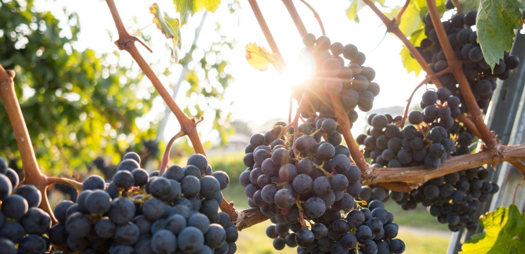 Celebrating The Traditional Grape Harvest At La Verema Wine Festival in&nbsp;Spain